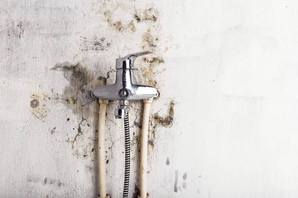 Professional Mold Removal in Sherrill, NY