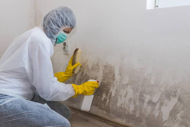Certified Mold Removal in Sherrill, NY