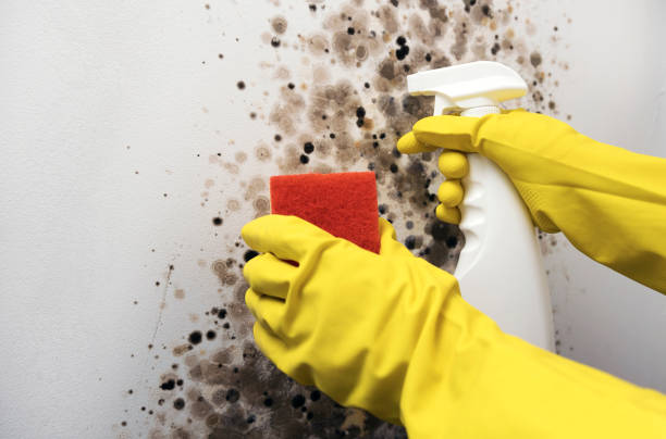 Best Mold Remediation Experts  in Sherrill, NY