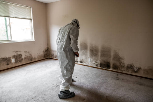 Best Commercial Mold Removal  in Sherrill, NY
