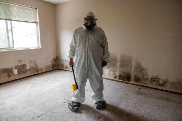 Best Mold Remediation  in Sherrill, NY