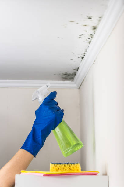 Best Residential Mold Removal  in Sherrill, NY